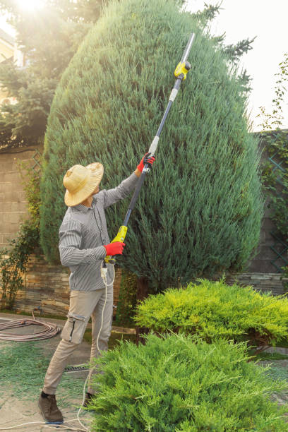 Best Lawn Renovation and Restoration  in Del Rio, CA